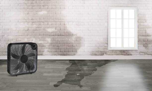 Best Local water damage restoration  in Roanoke, AL