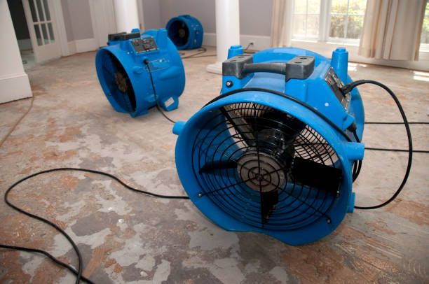 Best Water damage contractors near me  in Roanoke, AL