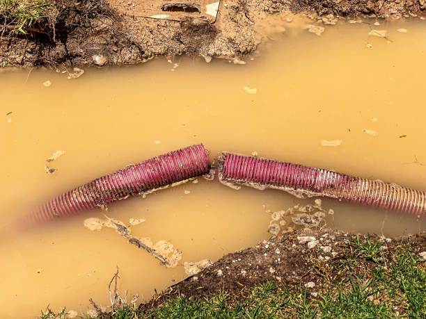 Best Basement water damage restoration  in Roanoke, AL