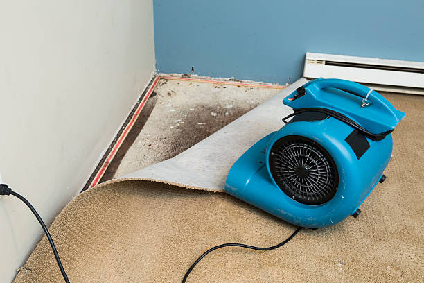 Best Ceiling water damage repair  in Roanoke, AL